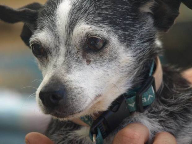 Shelter Dog Adopt Doggie Rescue Treats a la Bark